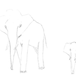 Eléphants